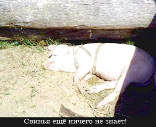 Тойота ua, бмв 520